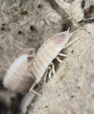 Porcellio Narco Cove Isopods - Isopods For Sale UK I PostPods